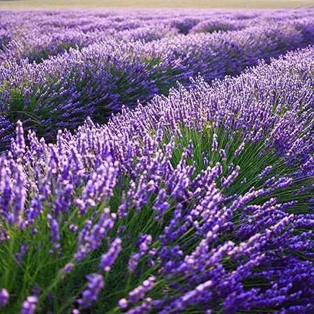 Lavender Brown Absolute Oil 1